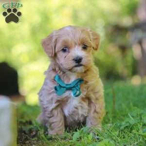 Norris, Maltipoo Puppy